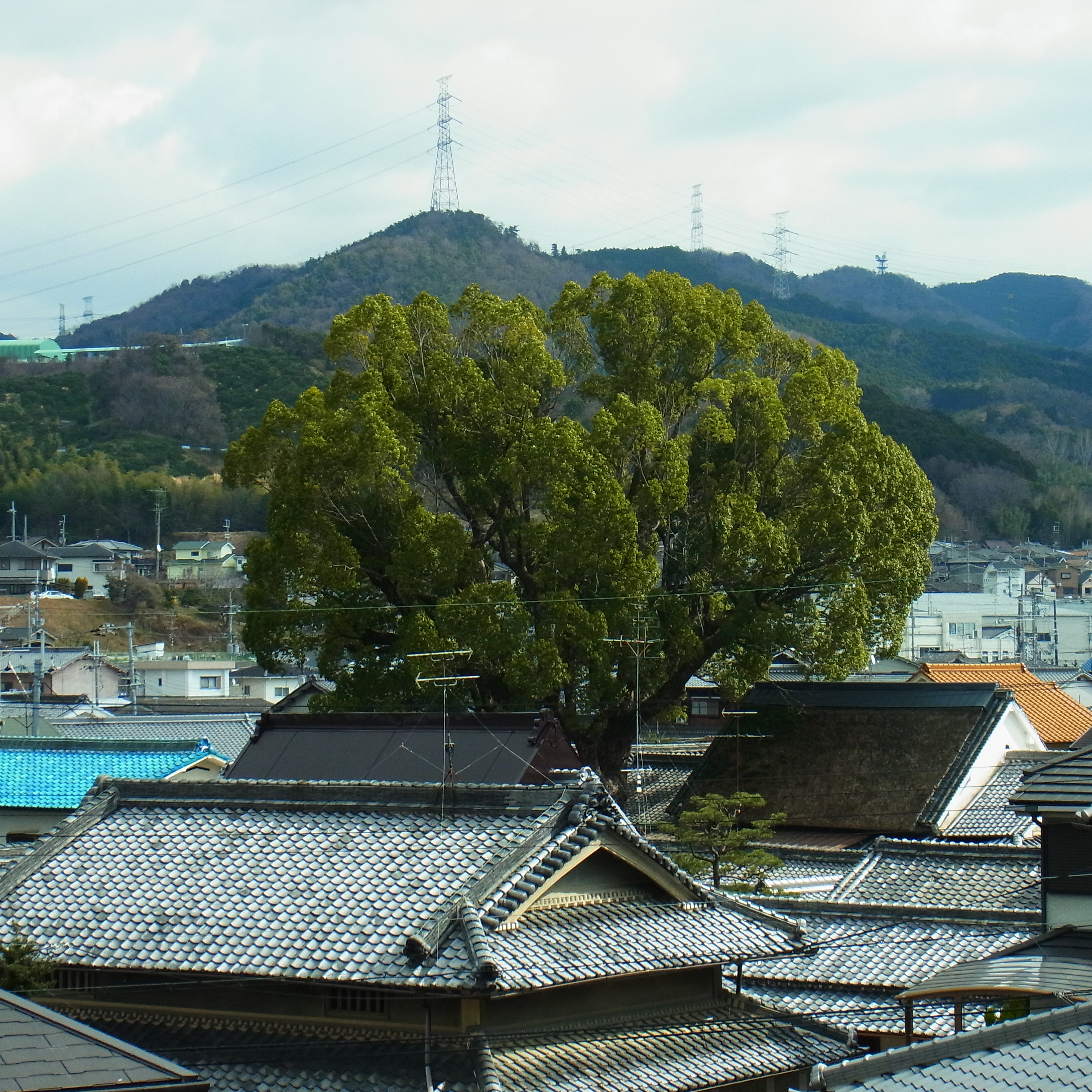 File 太子町春日にて 鎌田邸の楠の木 Camphor Tree 12 2 12 Panoramio Jpg Wikimedia Commons