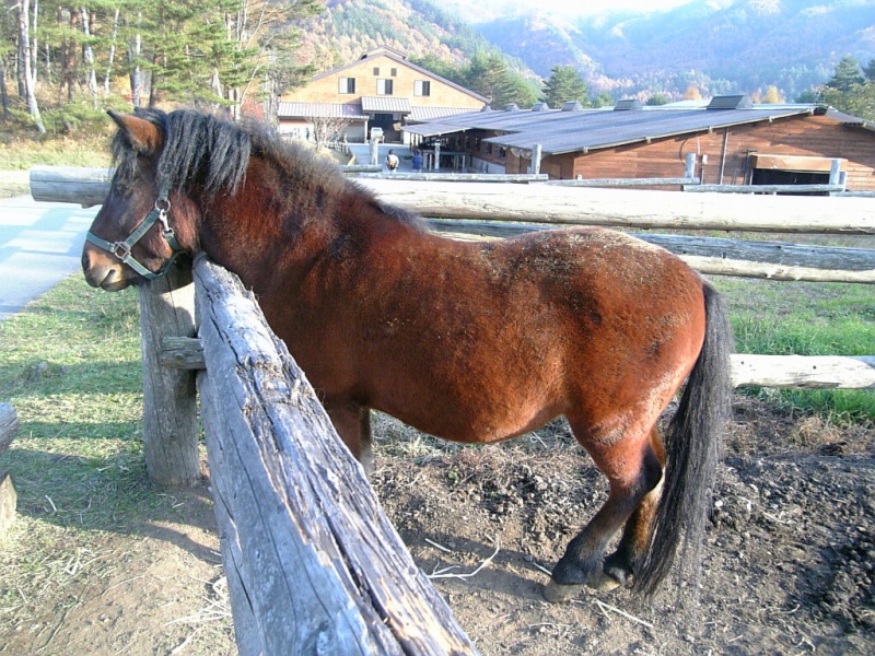 Miniature horse - Wikipedia