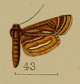 <i>Oligostigma</i> Genus of moths