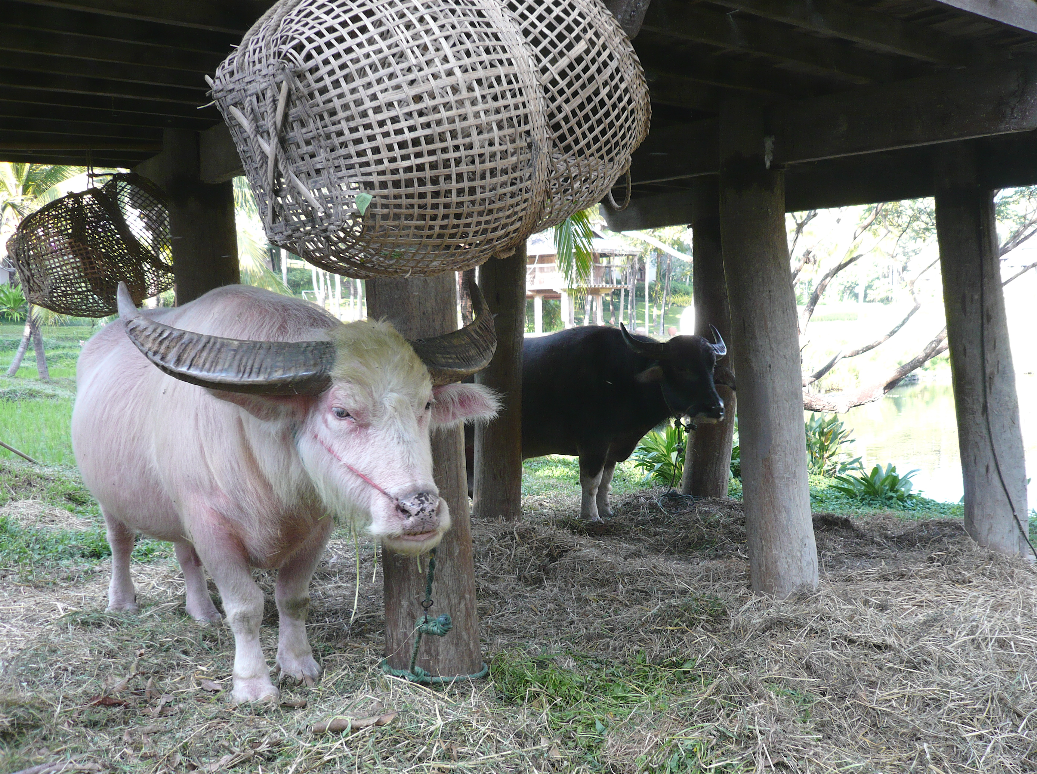 Domestic Water Buffalo (Bubalus bubalis) · iNaturalist