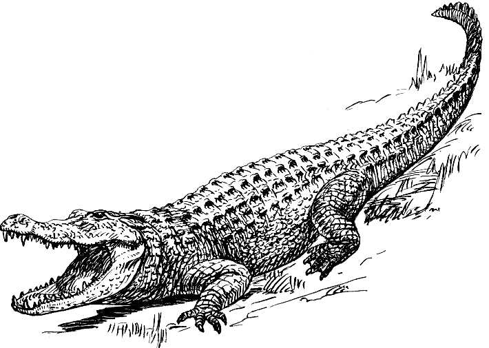File:Alligator (PSF).png
