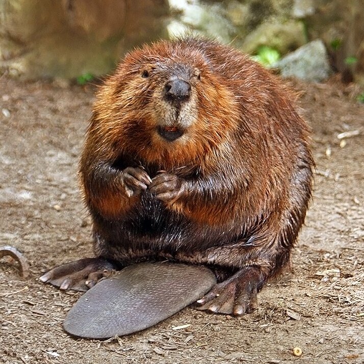 A North American beaver gets as old as 15 years