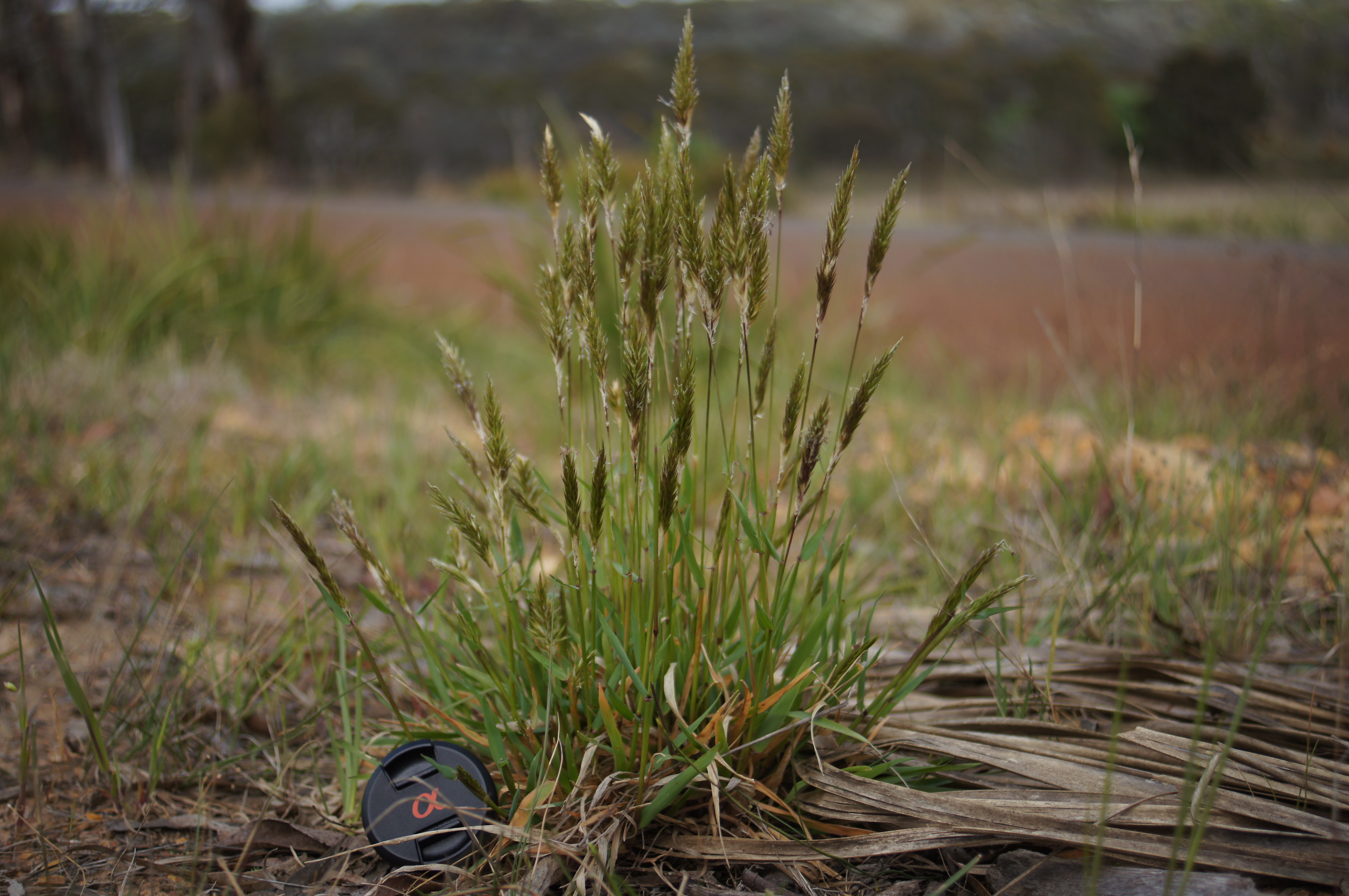 Anthoxanthum odoratum