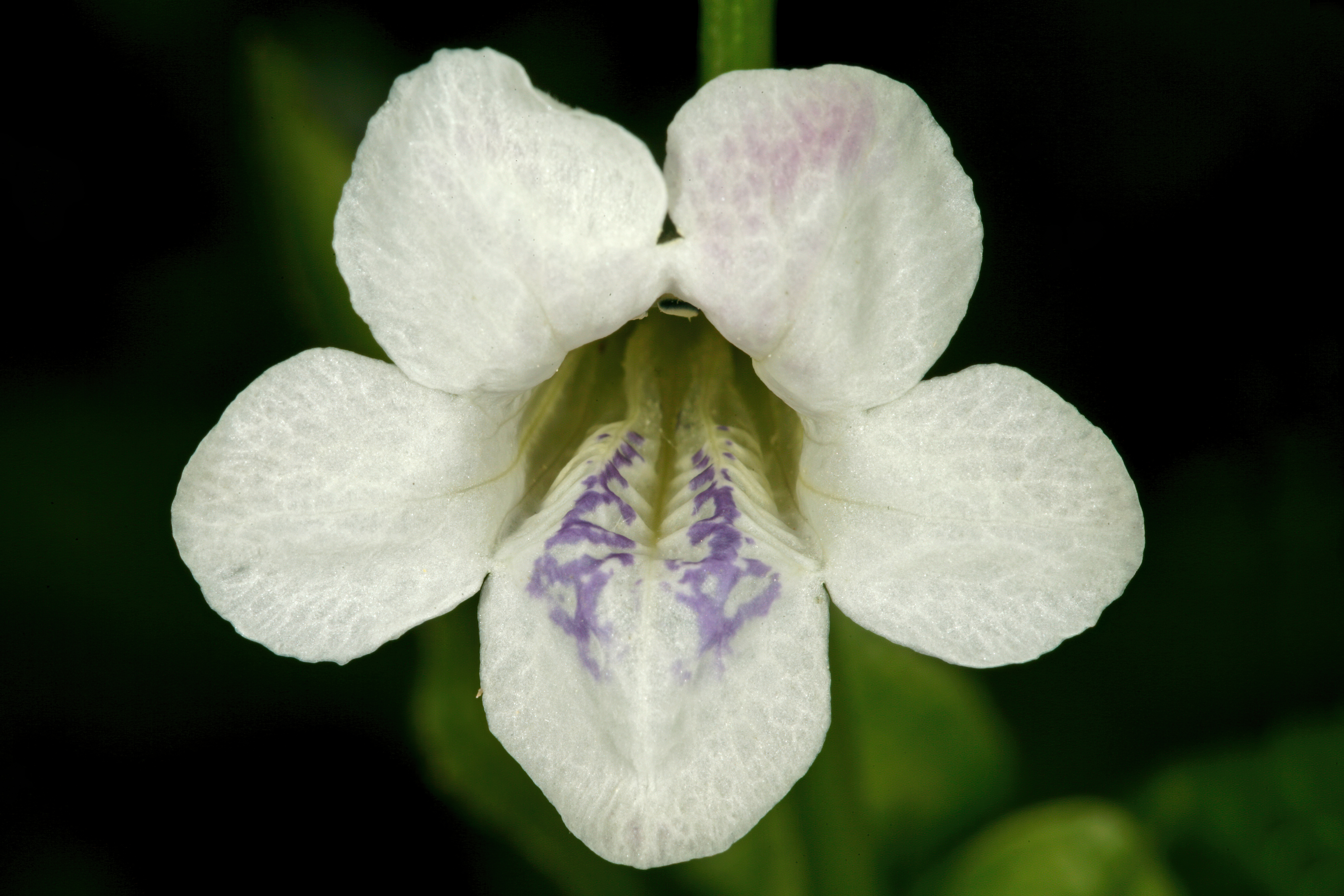 Азистазия. Smitinandia micrantha. Азистазия вариегатная. Азистазия фото. Азистазия макая фото.