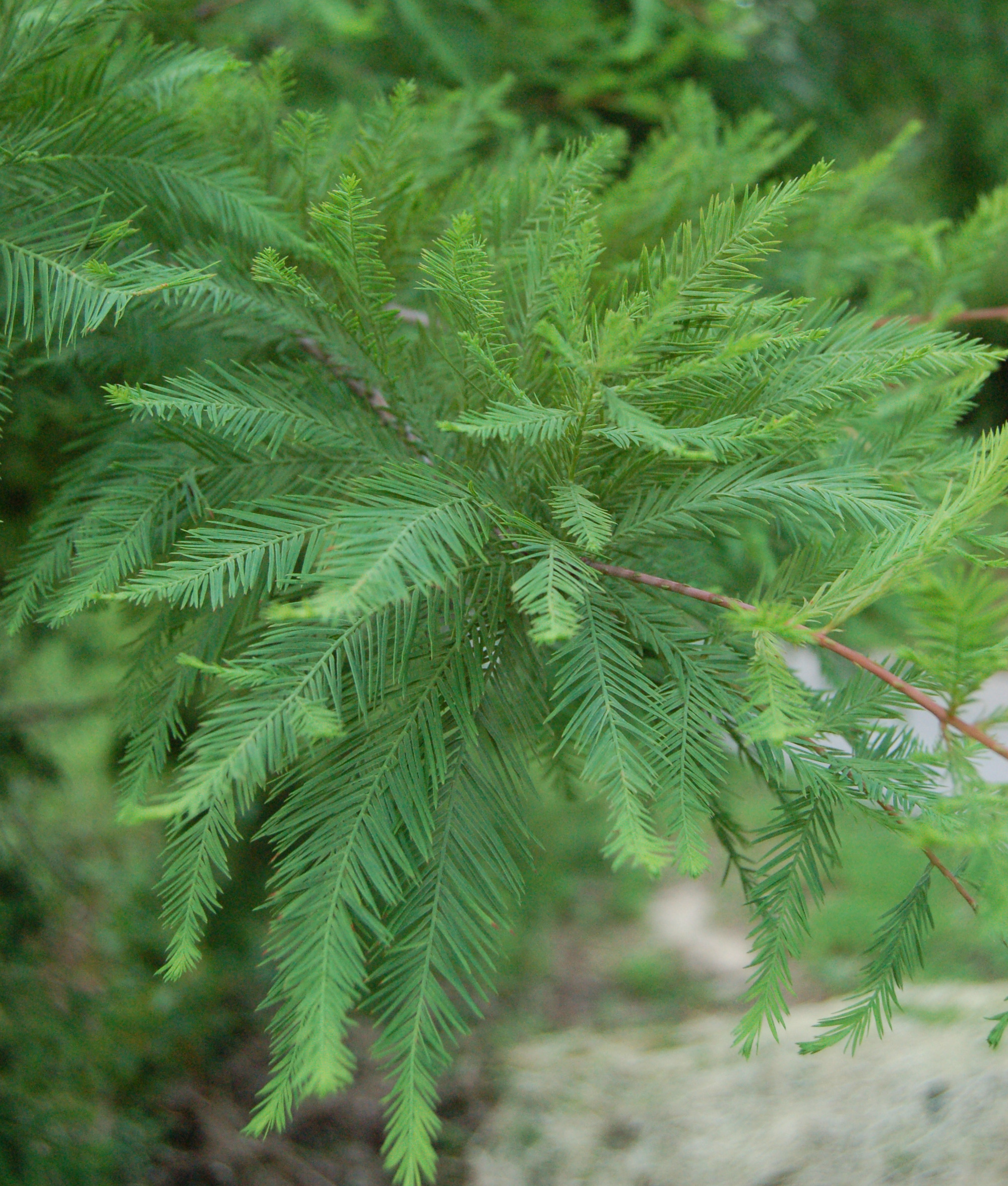 bald cypress tree leaf identification