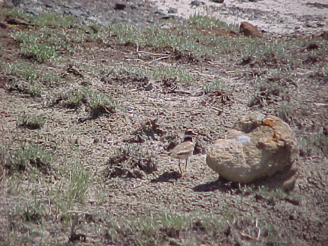 File:Bird at Hell Creek.JPG