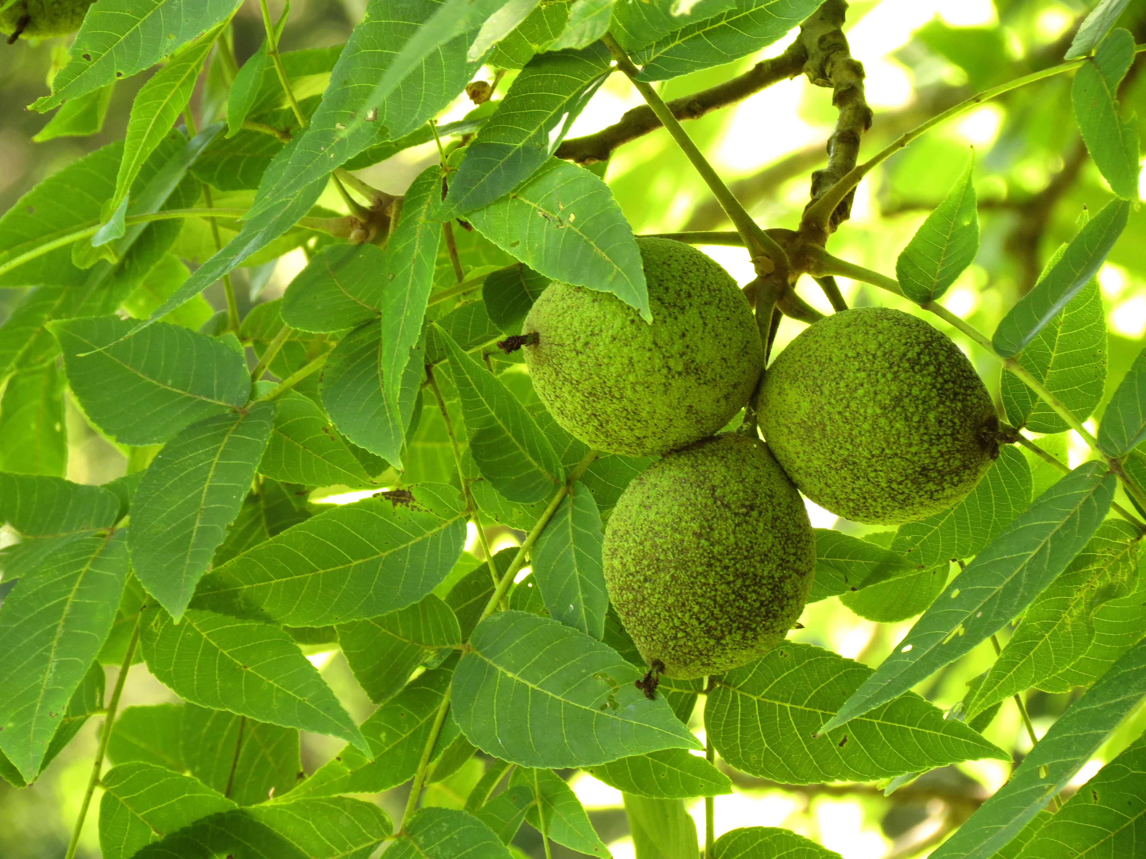 File:Black Walnut - Flickr - treegrow.jpg - Wikimedia Commons