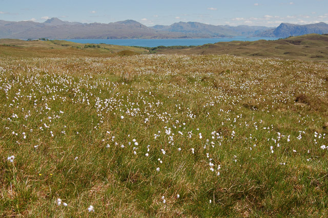 File:Bog cotton at the head of Gleann Mheadhonaich - geograph.org.uk - 816553.jpg