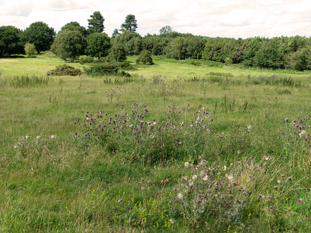 File:Broom Covert, Leiston - geograph.org.uk - 2555791.jpg