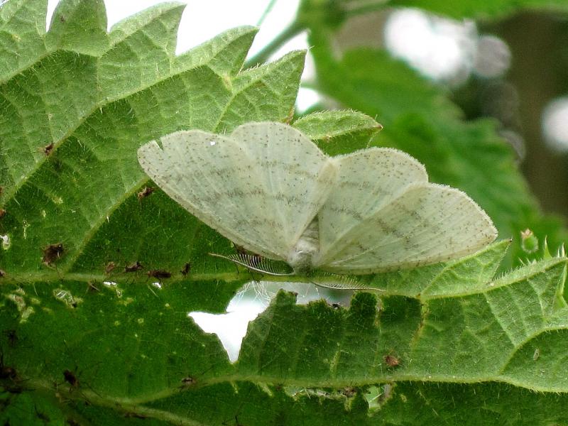 File:Cabera pusaria (Common White Wave) male, Elst (Gld), the Netherlands.jpg