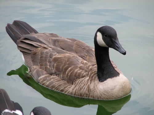 File:CanadaGoose.jpg