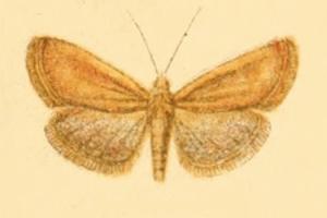 <i>Cataonia erubescens</i> Species of moth