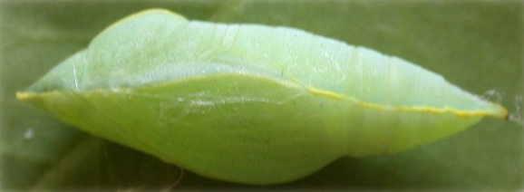 File:Catopsilia crocale pupa sec.jpg