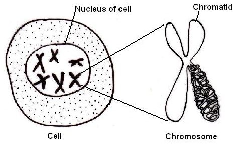 File:Chromosomes.JPG