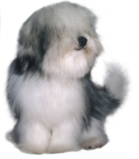 File:CotonDeTulear.png