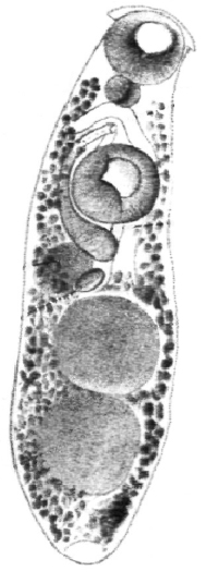 Crepidostomum metoecus.jpg