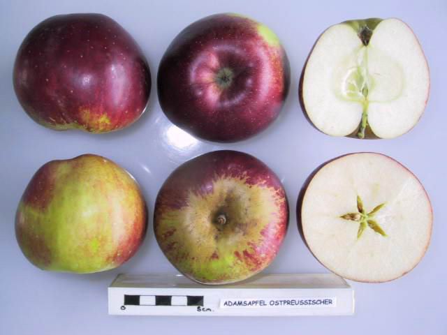 File:Cross section of Adamsapfel Ostpreussischer, National Fruit Collection (acc. 1951-162).jpg