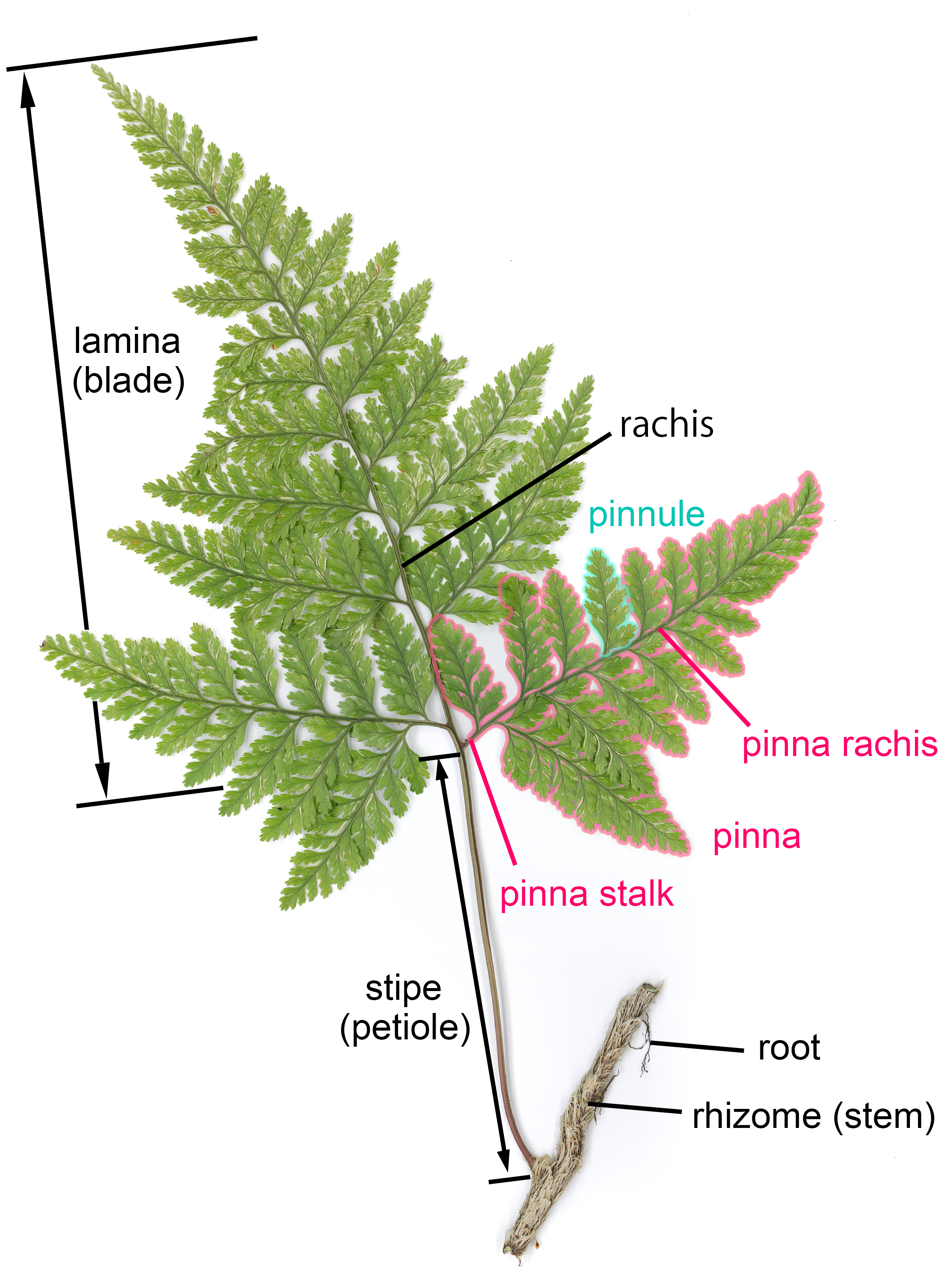 parts of a fern