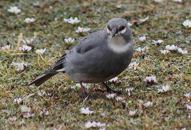 File:Diuca speculifera (cropped).JPG