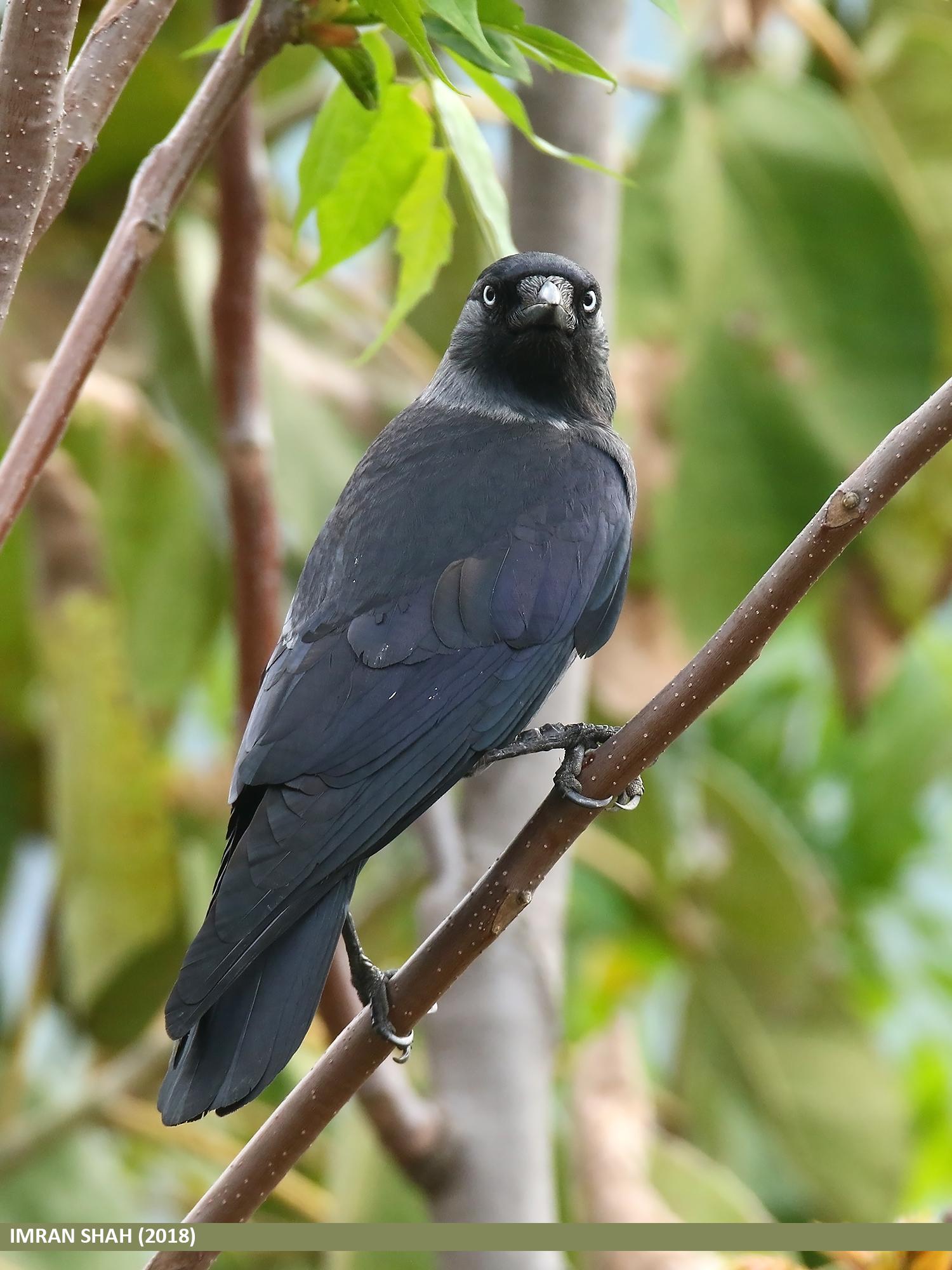 Western jackdaw - Wikipedia