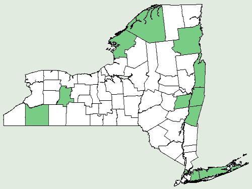 File:Festuca heterophylla NY-dist-map.png