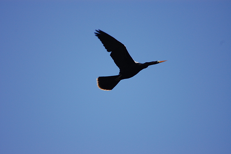 File:Flickr - Dario Sanches - BIGUATINGA ( Anhinga anhinga ) (1).jpg