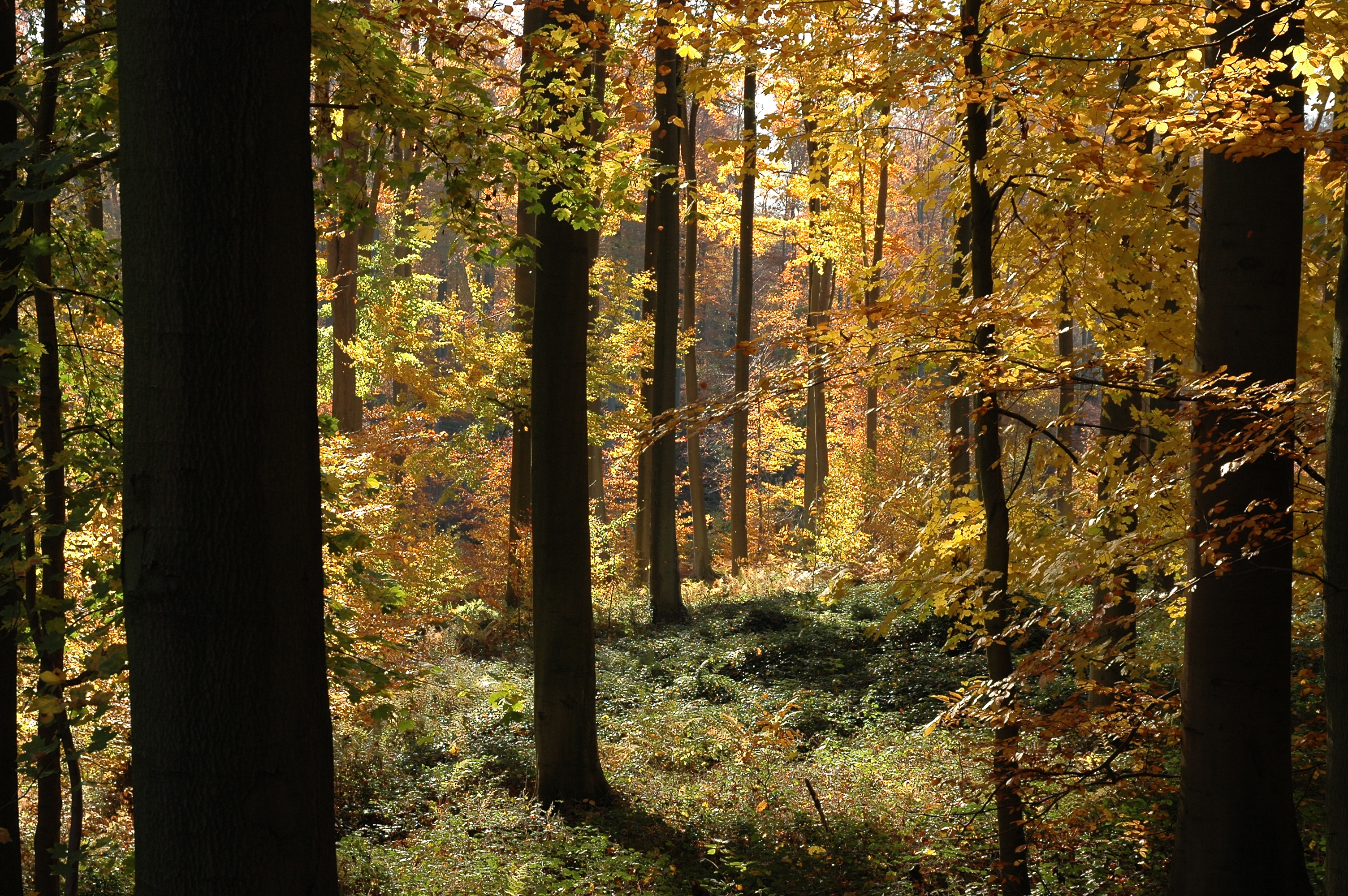 Forêt mixte — Wikipédia