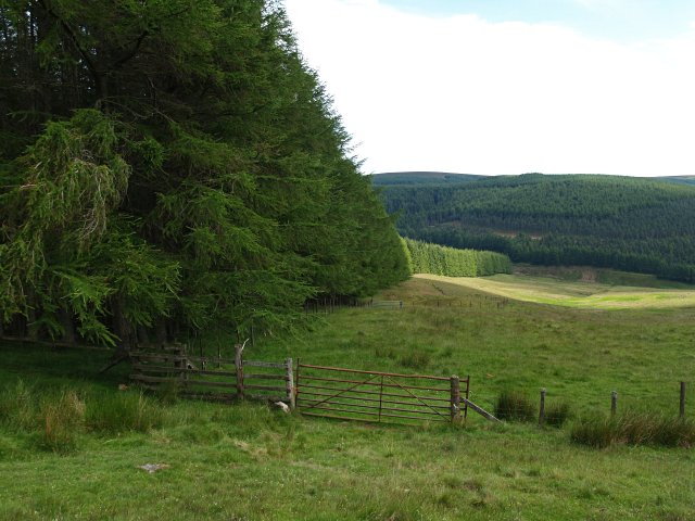 File:Forest edge, Drumshade Plantation - geograph.org.uk - 498268.jpg