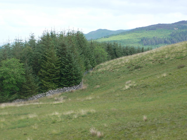 File:Forestry meets mountain - geograph.org.uk - 458414.jpg