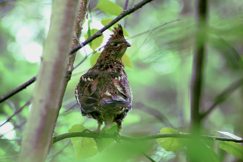 File:Gélinotte huppée.jpg