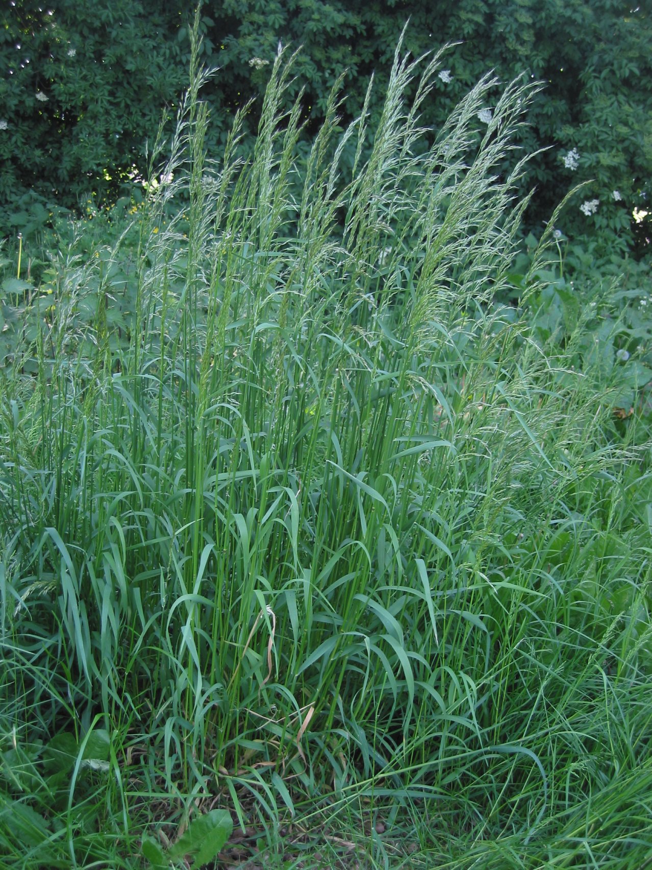 Bulbous oat grass (Arrhenatherum elatius)
