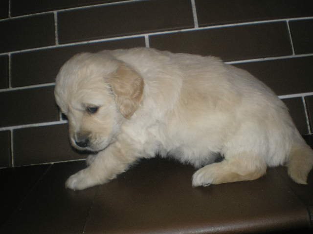 a photo of a golden retriever puppy crouching on a brown surface against a brick background