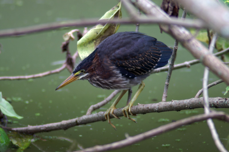 Bestand:Green heron 4.jpg