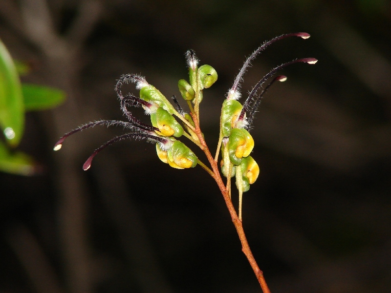 File:Grevillea venusta 1.jpg