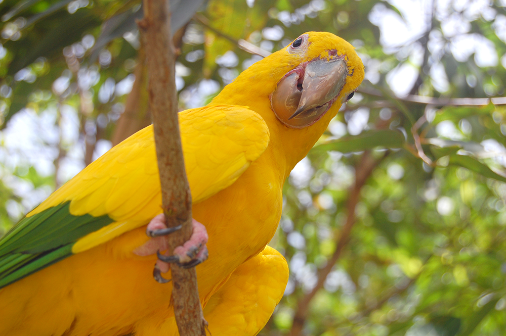 Gramado Zoo em Gramado