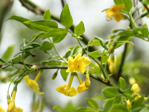 File:Jasminum humile glabrum1SHSU.jpg