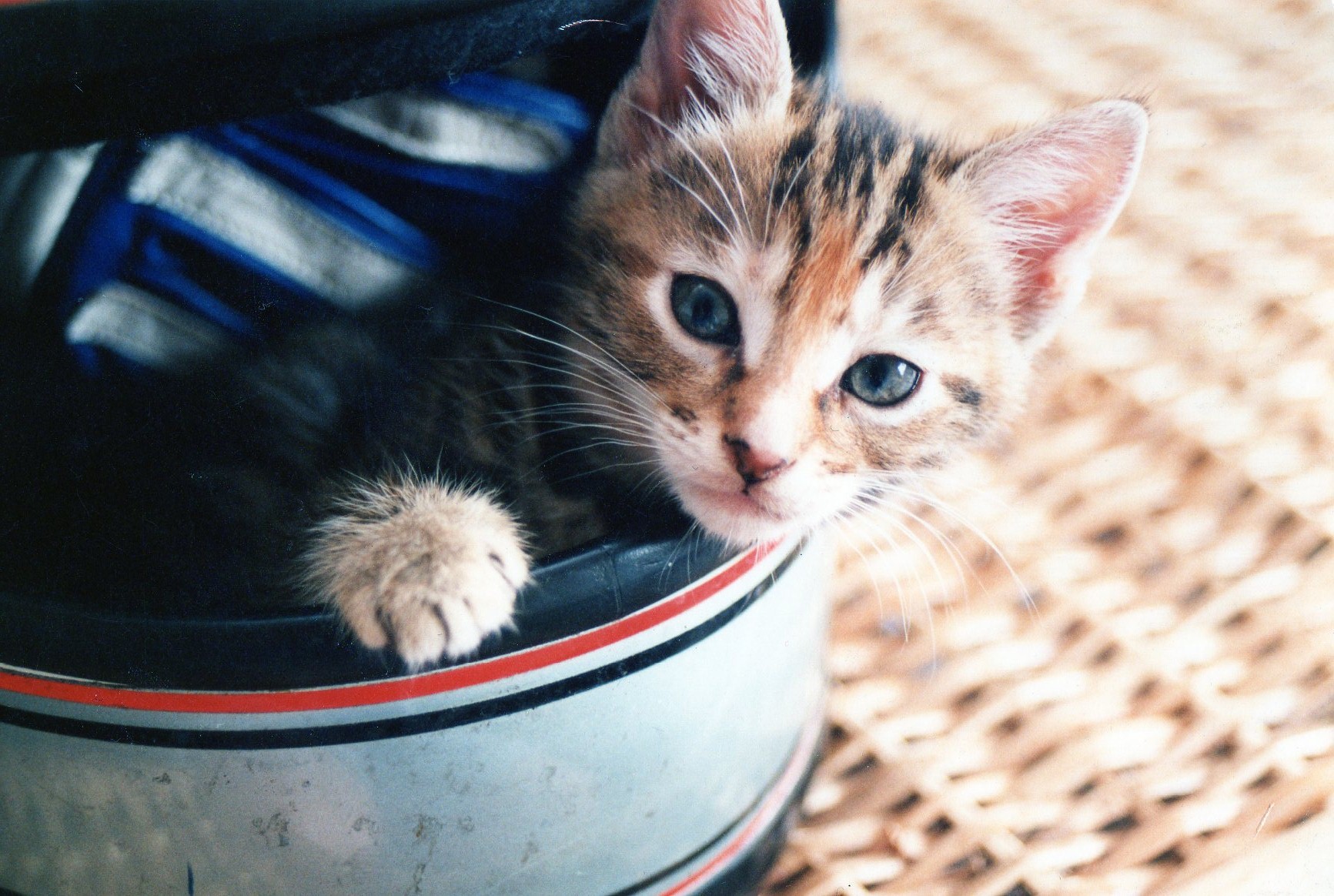 Kitten in a helmet.jpg