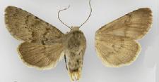 <i>Lasionycta promulsa</i> Species of moth