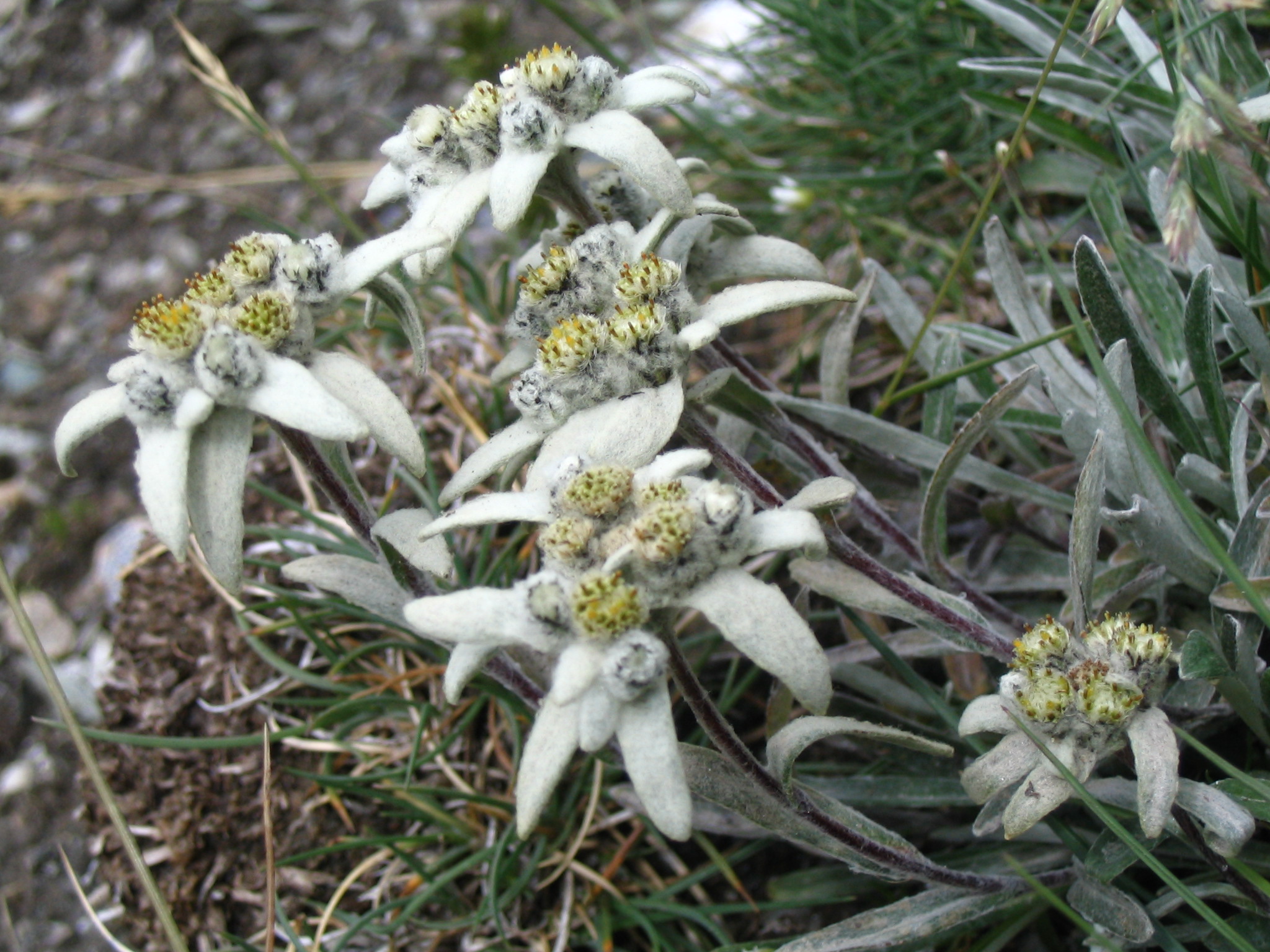 Leontopodium alpinum - Wikipedia, la enciclopedia libre