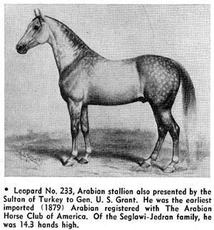 File:Leopard, purebred Arabian Stallion.jpg