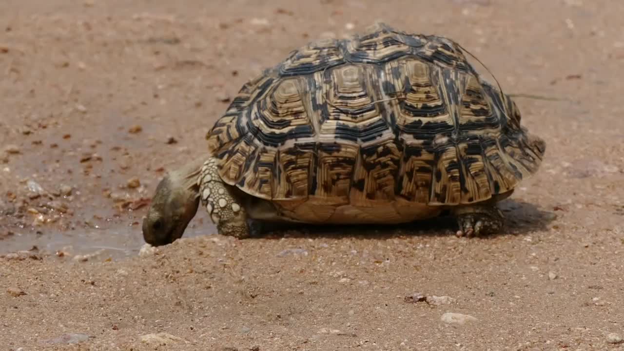 Leopard Tortoise (Stigmochelys pardalis) drinking after the rain (16323217548).jpg