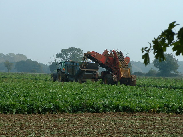 File:Lifting Sugar Beet - geograph.org.uk - 261578.jpg