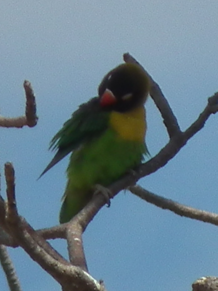 File:Lovebirds in Tanzania 0581 cropped Nevit.jpg