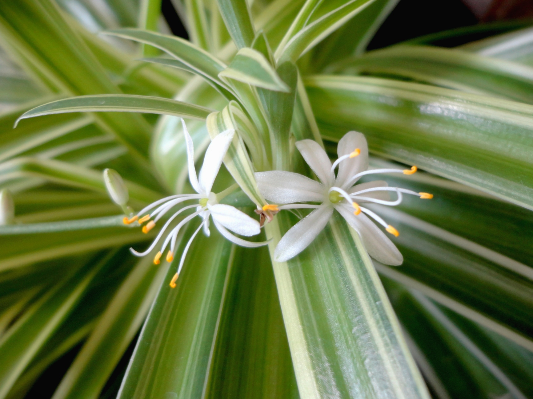 Хлорофитум белый. Chlorophytum comosum. Хлорофитум Комосум. Хлорофитум хохлатый. Хлорофитум Капский.