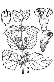 File:Melissa officinalis BB-1913.jpg