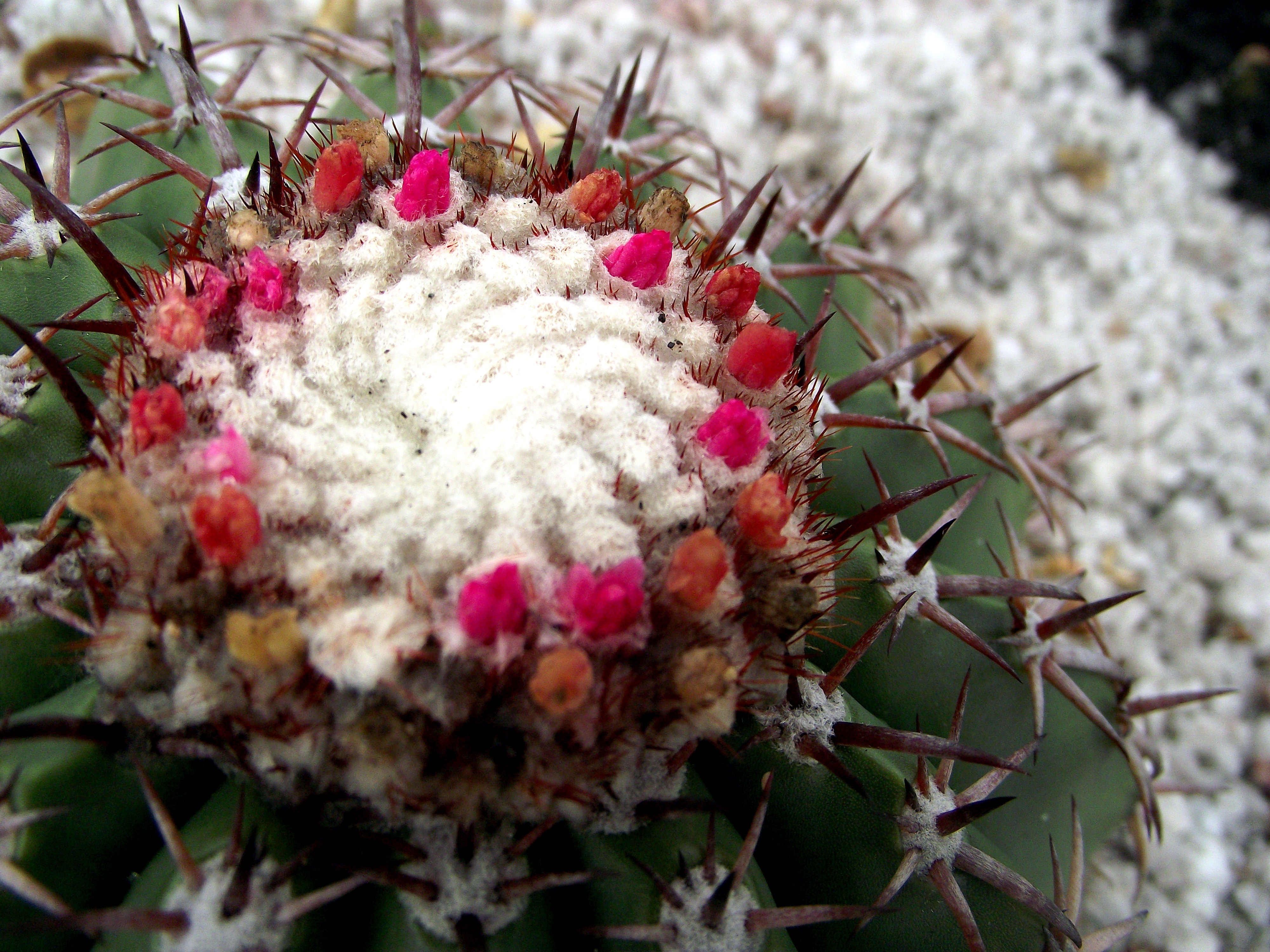 Melocactus conoideus – Wikipédia, a enciclopédia livre