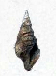 <i>Microdrillia niponica</i> Species of gastropod