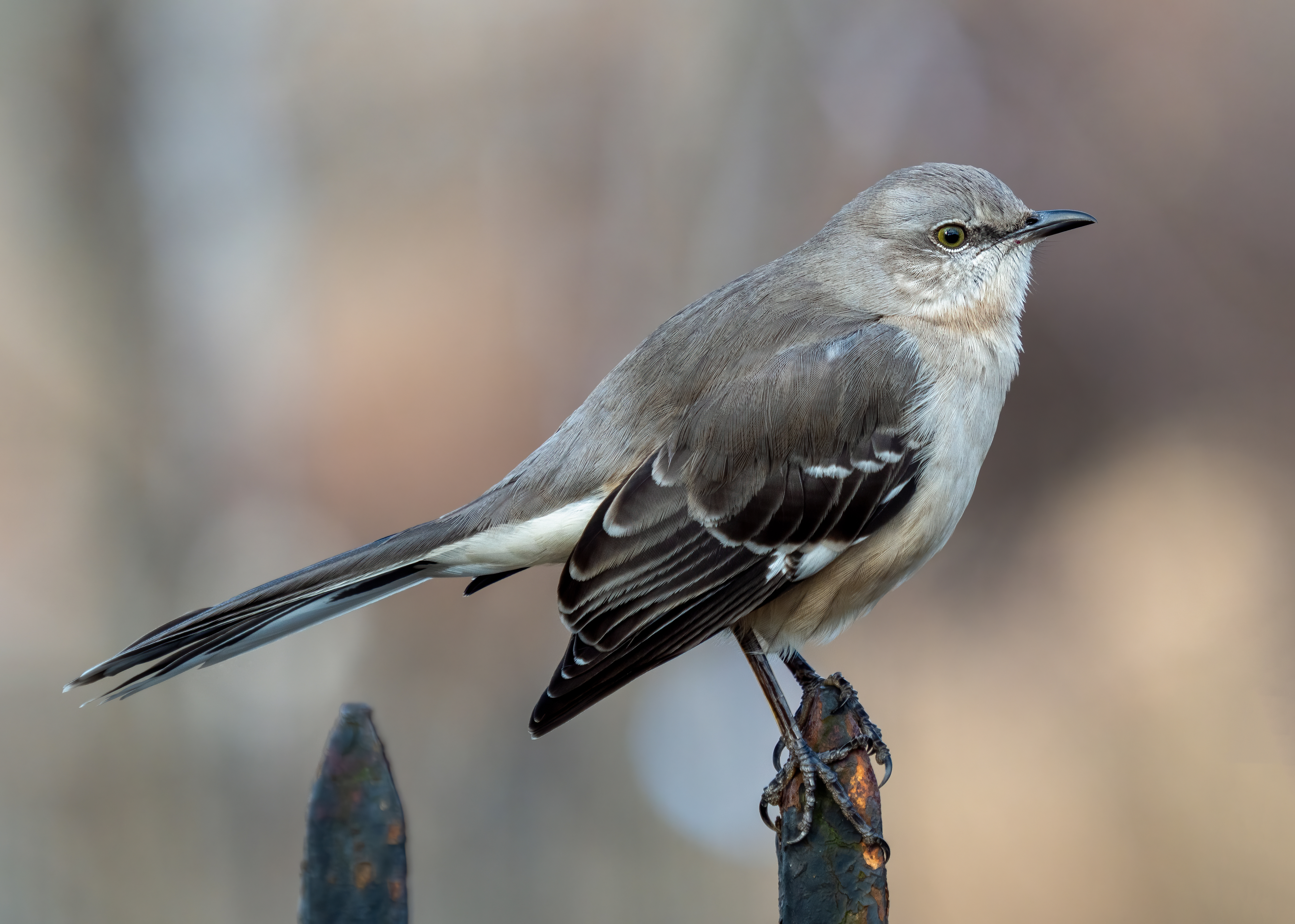 Northern mockingbird - Wikipedia