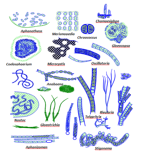 File:Nitrogen-fixing cyanobacteria.png - Wikimedia Commons