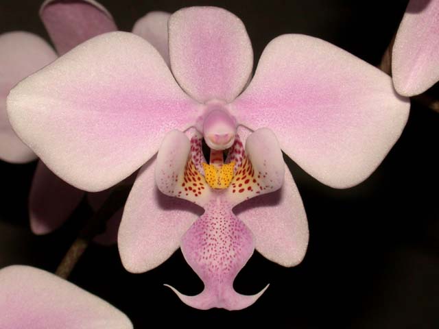 Phalaenopsis – Wikipédia, a enciclopédia livre